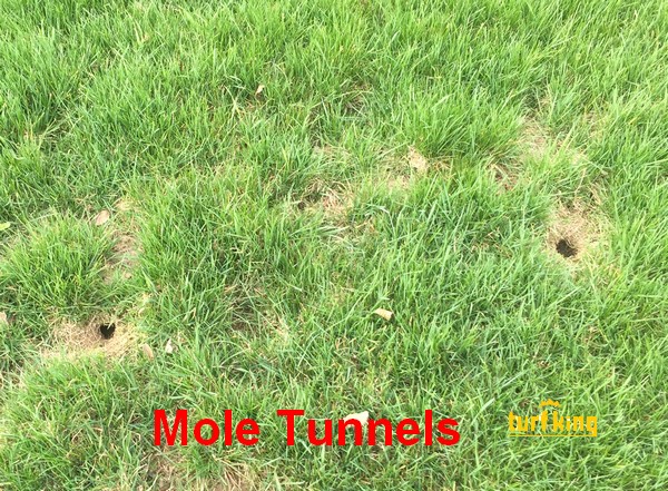 Mole Tunnels in Lawn